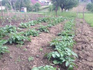 11255022_999374043408209_3902563566172611118_n