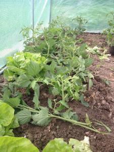 11255866_999374066741540_3128373878420285265_n