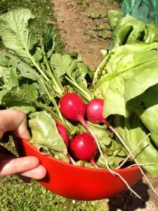 11258353_995609787117968_7573643034148397003_n