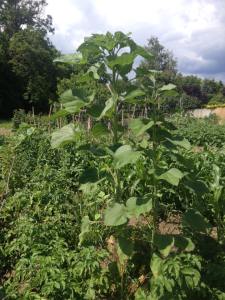 11188459_1023160551029558_2377464716470594009_n