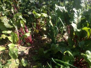 11407173_1019280881417525_4080947431275938014_n