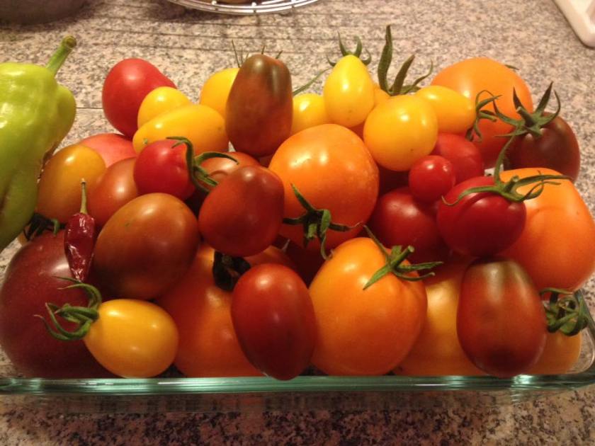 Heutige_Paradeiser_Ernte