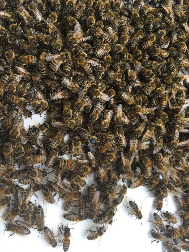 Einlauf_Schwarm1_brauneKiste_1505_13-33