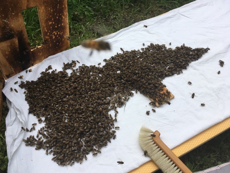 Einlauf_Schwarm1_brauneKiste_1505_13-34