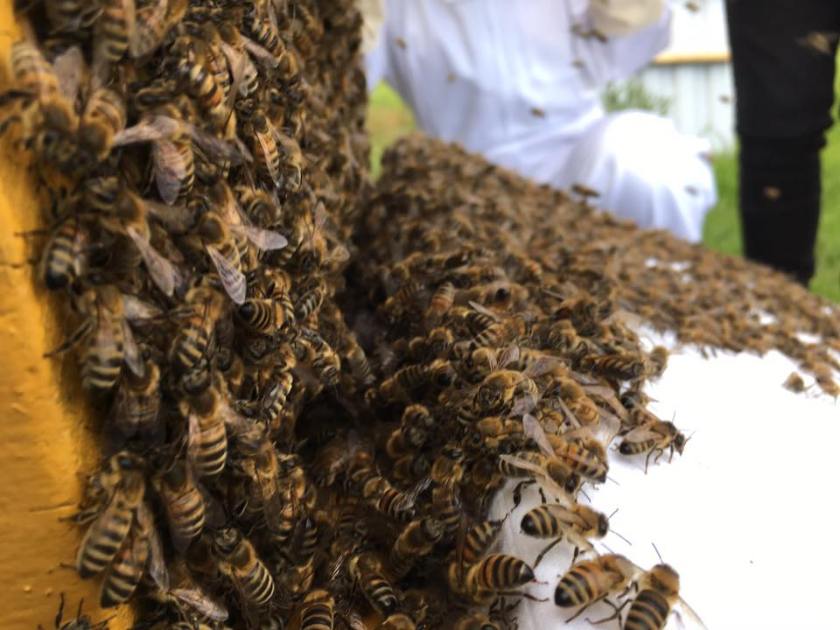 Einlauf_Schwarm1_gelbeKiste_1505-17-58