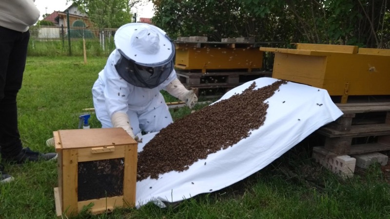 Einlauf_Schwarm1_gelbeKiste_1505_17-45