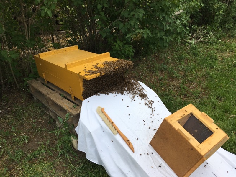 Einlauf_Schwarm1_gelbeKiste_1505_18-04_UngarnMelly