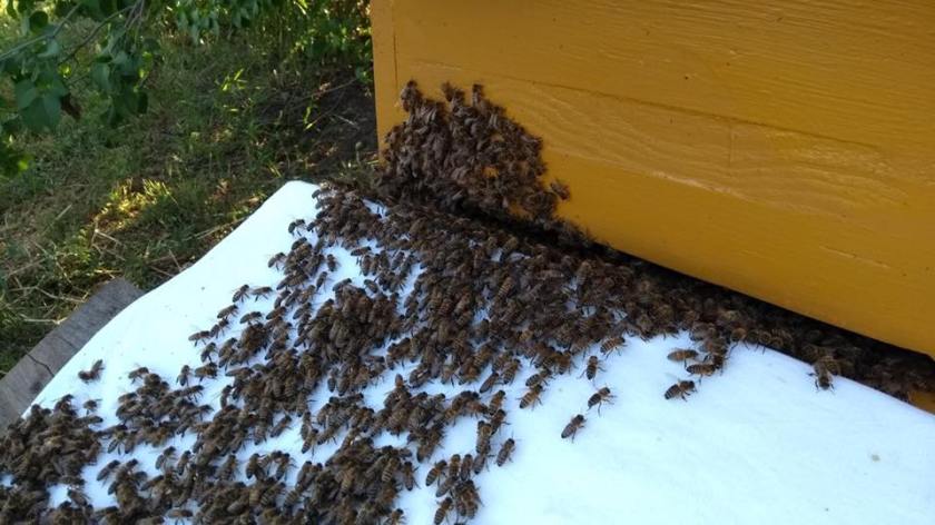 Einlauf_Schwarm2_brauneKiste_1805_20-01