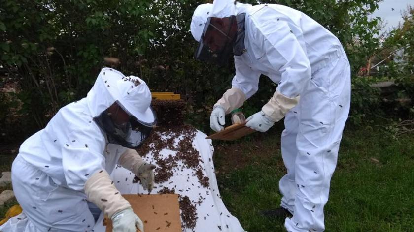 Einlauf_Schwarm2_brauneKiste_1805_20-02