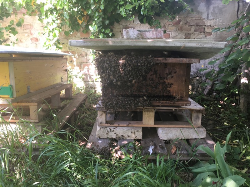 Schwarm1_brauneKiste_begatteteKönigin_1405_12-02