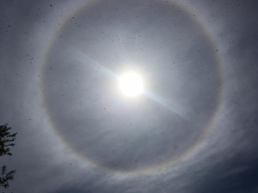 Schwarm1_brauneKiste_ohneKönigin_1105_11-35