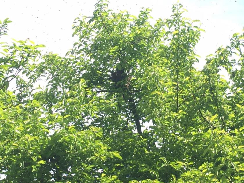 Schwarm1_brauneKiste_ohneKönigin_1105_12-10