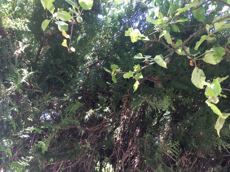 Schwarm2_brauneKiste_1705_15-35