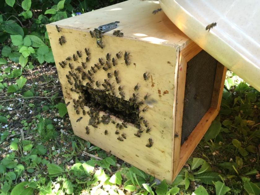 Schwarm4_brauneKiste_2205_15-33h